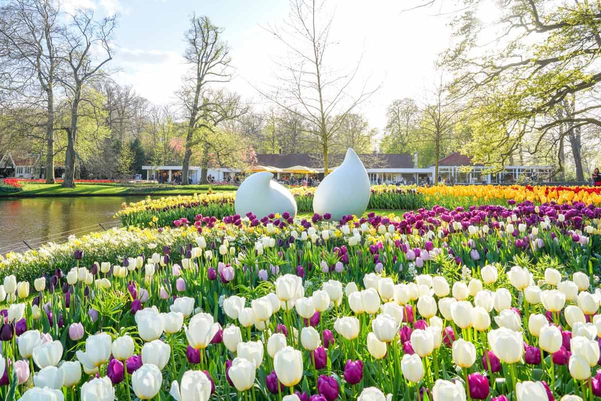 TULPENBLÜTE IM KEUKENHOF